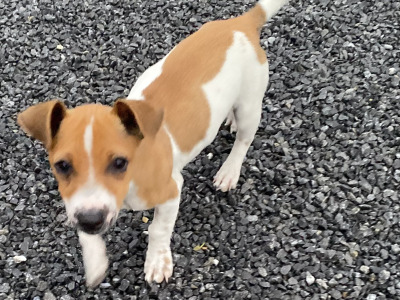 Male miniature Jack Russell puppy for sale in Galway