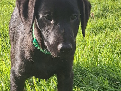 Simply the Best!! IKC Registered Labrador puppies in Leitrim