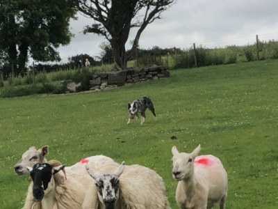 ⭐️LAST 3 left out of 9⭐️well Bred Working Border puppies  🔴cork