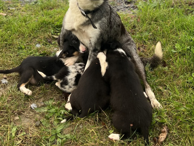 ⭐️LAST 3 left out of 9⭐️well Bred Working Border puppies  🔴cork