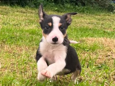 ⭐️LAST 3 left out of 9⭐️well Bred Working Border puppies  🔴cork