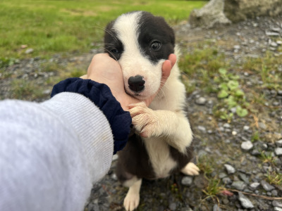 ⭐️LAST 3 left out of 9⭐️well Bred Working Border puppies  🔴cork