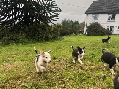 ⭐️LAST 3 left out of 9⭐️well Bred Working Border puppies  🔴cork