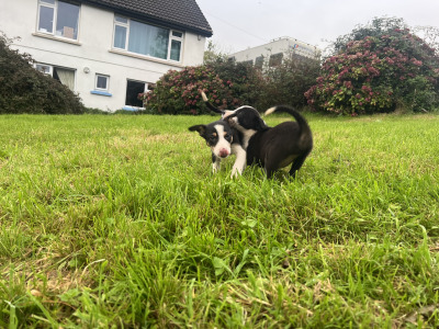 ⭐️LAST 3 left out of 9⭐️well Bred Working Border puppies  🔴cork