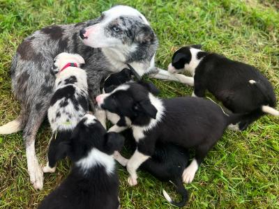 ⭐️LAST 3 left out of 9⭐️well Bred Working Border puppies  🔴cork