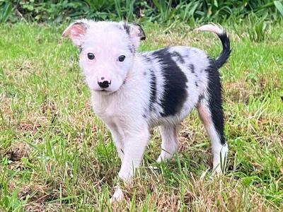 ⭐️LAST 3 left out of 9⭐️well Bred Working Border puppies  🔴cork