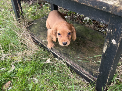 IKC Registered Cocker Spaniel puppies in Offaly