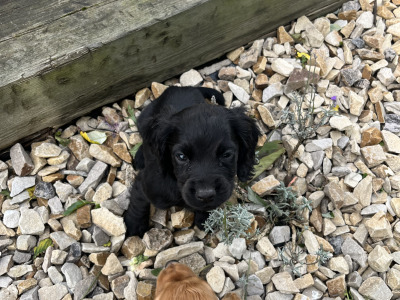 IKC Registered Cocker Spaniel puppies in Offaly