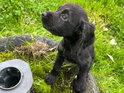 IKC Registered Cocker Spaniel puppies in Offaly