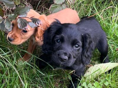 IKC Registered Cocker Spaniel puppies in Offaly