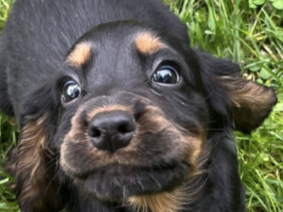 IKC Registered Cocker Spaniel puppies in Offaly