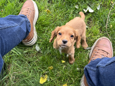IKC Registered Cocker Spaniel puppies in Offaly