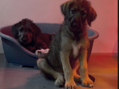 Irish Wolfadoodle F1b Reverse puppies in Tipperary
