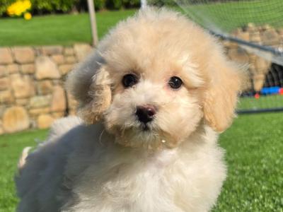 Fluffy female Poochon puppies in Limerick