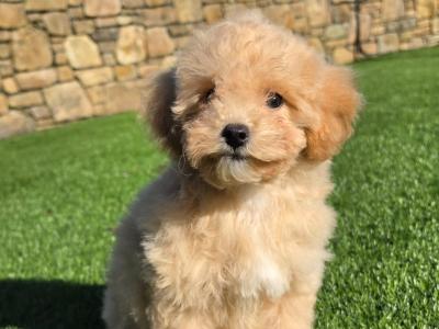 Fluffy female Poochon puppies in Limerick