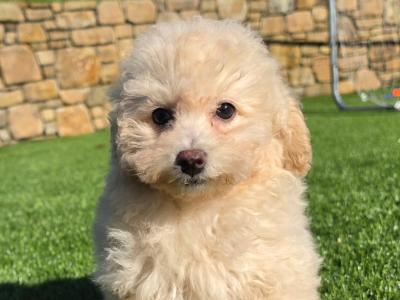 Fluffy female Poochon puppies in Limerick