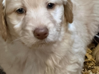 Beautiful Goldendoodle puppies in Mayo
