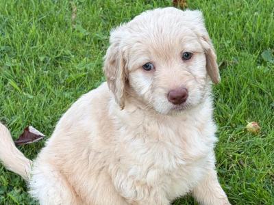 Beautiful Goldendoodle puppies in Mayo
