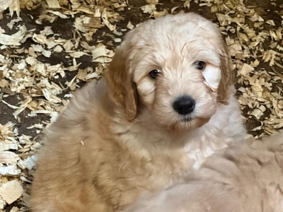 Beautiful Goldendoodle puppies in Mayo