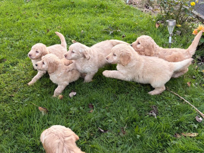 Beautiful Goldendoodle puppies in Mayo