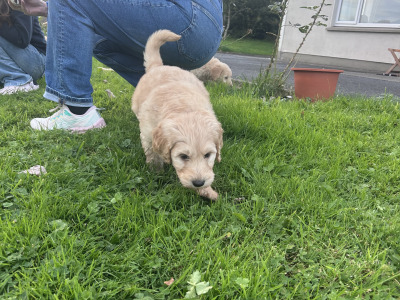 Beautiful Goldendoodle puppies in Mayo
