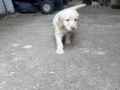 Beautiful Goldendoodle puppies in Mayo