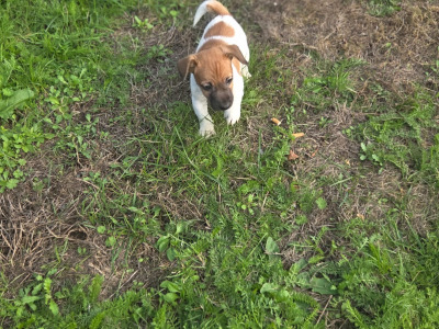 Jack Russells, 1 male puppy 11 weeks old and 1 female dog 6 years 5 months old in Abbeyleix