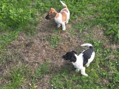 Jack Russells, 1 male puppy 11 weeks old and 1 female dog 6 years 5 months old in Abbeyleix