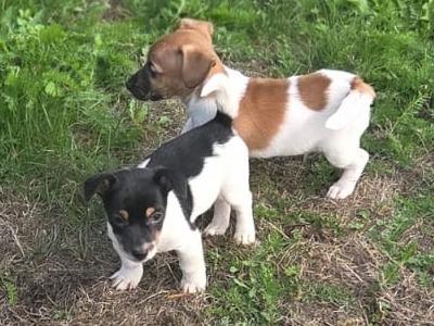 Jack Russells, 1 male puppy 11 weeks old and 1 female dog 6 years 5 months old in Abbeyleix