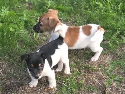 Male tricolor Jack Russell puppy 3 months old in Abbeyleix