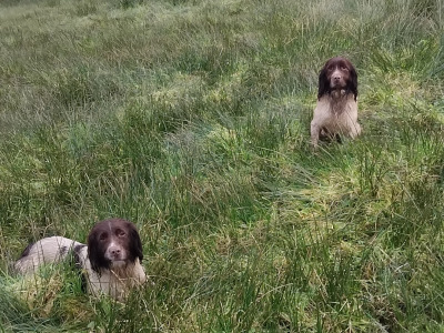 IKC Registered (pending) working Springer Spaniel puppies in Kerry
