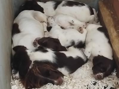 IKC Registered (pending) working Springer Spaniel puppies in Kerry