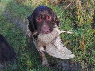 IKC Registered (pending) working Springer Spaniel puppies in Kerry