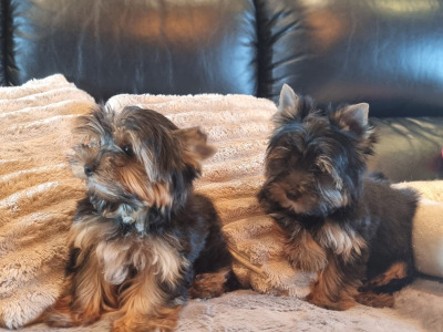 IKC Registered Tea Cup female Yorkshire Terrier puppies in Louth 🐶🐾