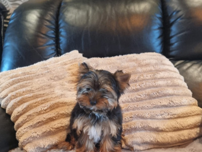 IKC Registered Tea Cup female Yorkshire Terrier puppies in Louth 🐶🐾