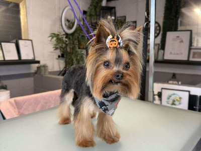 IKC Registered Tea Cup female Yorkshire Terrier puppies in Louth 🐶🐾