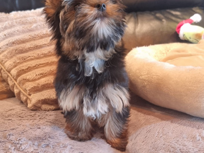 IKC Registered Tea Cup female Yorkshire Terrier puppies in Louth 🐶🐾
