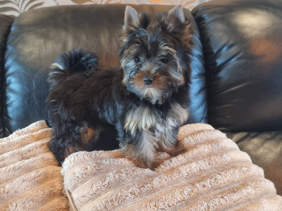 IKC Registered Tea Cup female Yorkshire Terrier puppies in Louth 🐶🐾