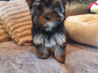 IKC Registered Tea Cup female Yorkshire Terrier puppies in Louth 🐶🐾