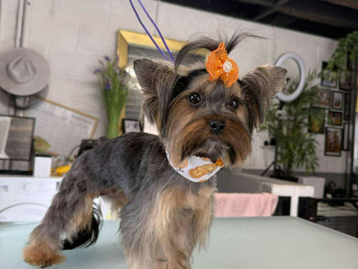 IKC Registered Tea Cup female Yorkshire Terrier puppies in Louth 🐶🐾
