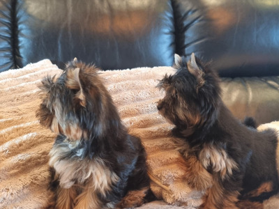 IKC Registered Tea Cup female Yorkshire Terrier puppies in Louth 🐶🐾