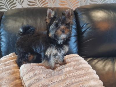 IKC Registered Tea Cup female Yorkshire Terrier puppies in Louth 🐶🐾