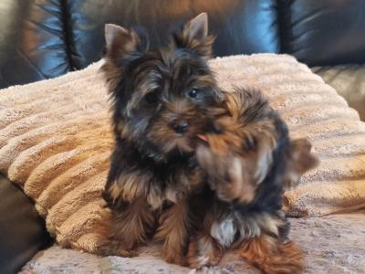 IKC Registered Tea Cup female Yorkshire Terrier puppies in Louth 🐶🐾
