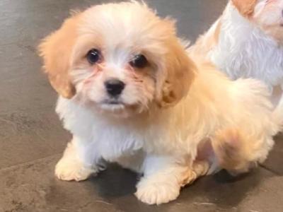 Adorable Cavachon male puppy in Sligo