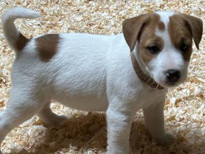 Beautiful female Jack Russell puppy in Monaghan