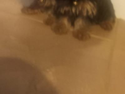 ⭐️⭐️⭐️IKC Registered purebred Tea cup Yorkshire Terrier pups ⭐️⭐️⭐️