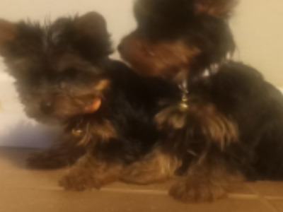 ⭐️⭐️⭐️IKC Registered purebred Tea cup Yorkshire Terrier pups ⭐️⭐️⭐️