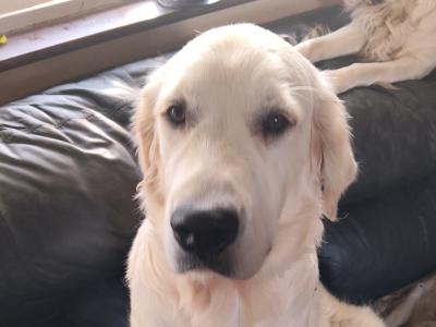 IKC Registered male Golden Retriever puppy 6 months old in Kerry