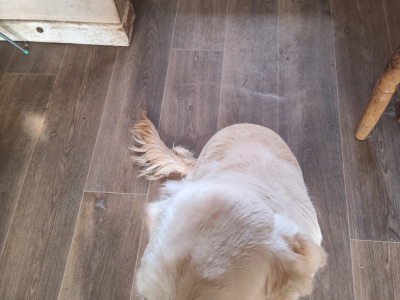 IKC Registered male Golden Retriever puppy 6 months old in Kerry