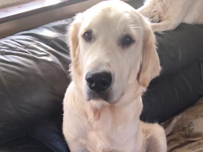 IKC Registered male Golden Retriever puppy 6 months old in Kerry